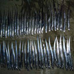 タチウオ大爆釣