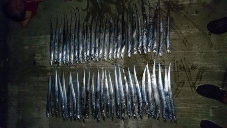 タチウオ大爆釣