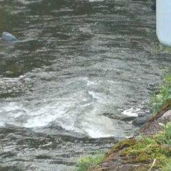 大増水で・・・