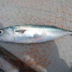 プリプリのアジを求めて