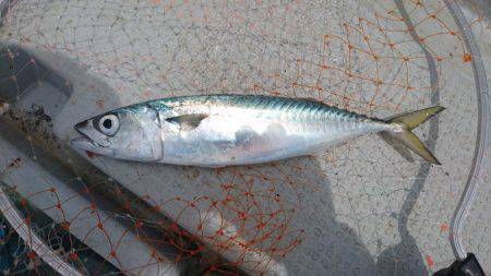 プリプリのアジを求めて