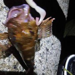 ロックフィッシュ