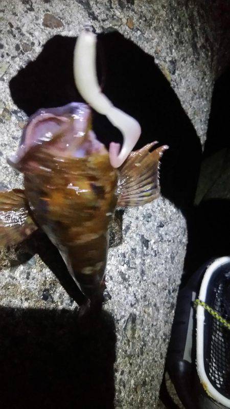 ロックフィッシュ