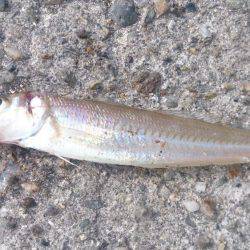 人多く賑わった漁港