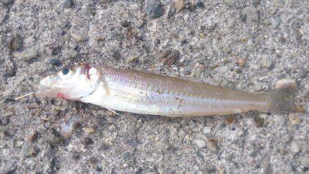 人多く賑わった漁港