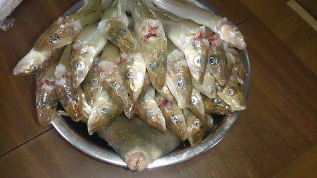 暑いなかバクチョウ