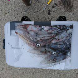 ケンサキが食べたくて