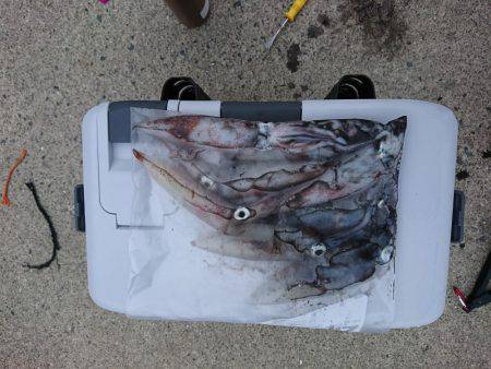 ケンサキが食べたくて