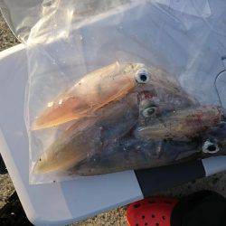 ケンサキが釣りたくて