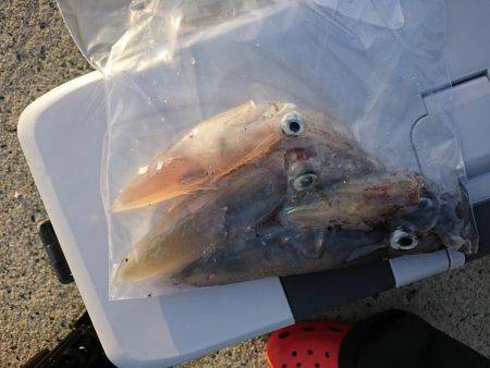 ケンサキが釣りたくて