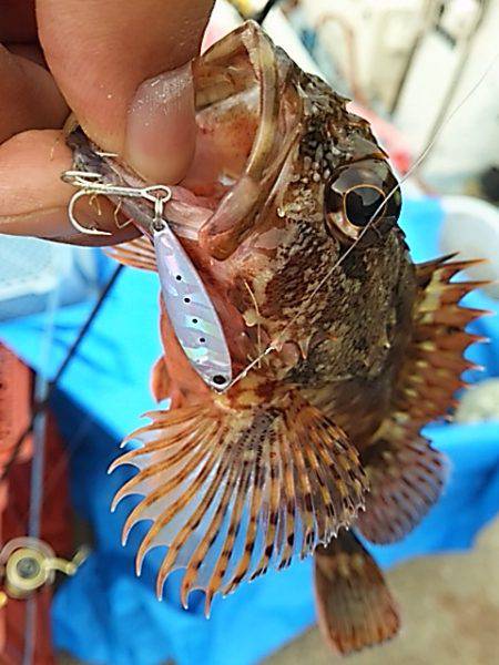 はぐれケンサキ