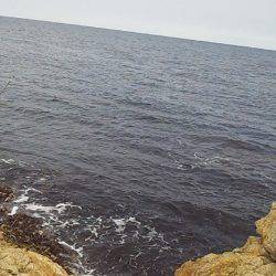 小さいけど青物ゲット