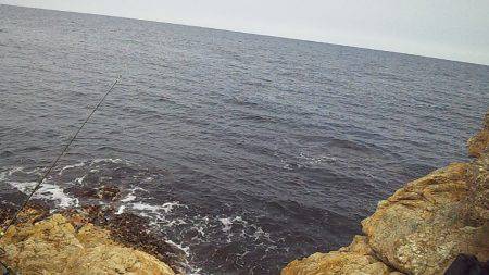 小さいけど青物ゲット