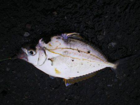 キス釣りのはずが・・・