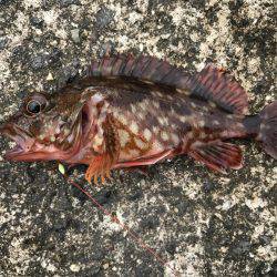 釣り難しいなか…。