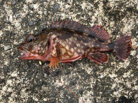 釣り難しいなか…。