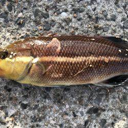 あまりの暑さに…。