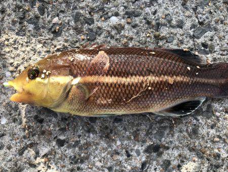 あまりの暑さに…。