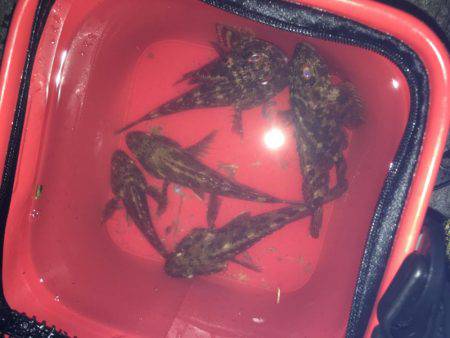 暇潰しにガシラ