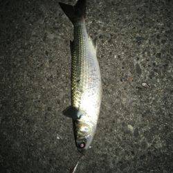 仕事帰りの定期巡回