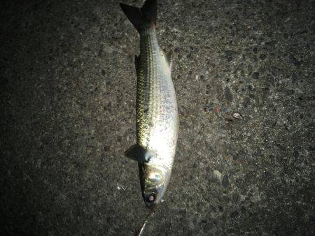 仕事帰りの定期巡回