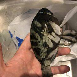 サビキで豆アジとその他!