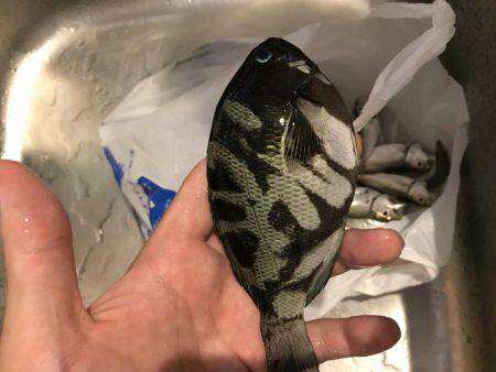 サビキで豆アジとその他!