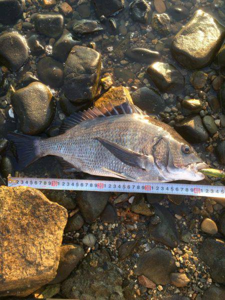 出勤前チニング