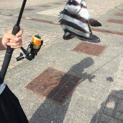 カサゴ30センチ、アコウ25センチ、イシダイ25センチなどなど。