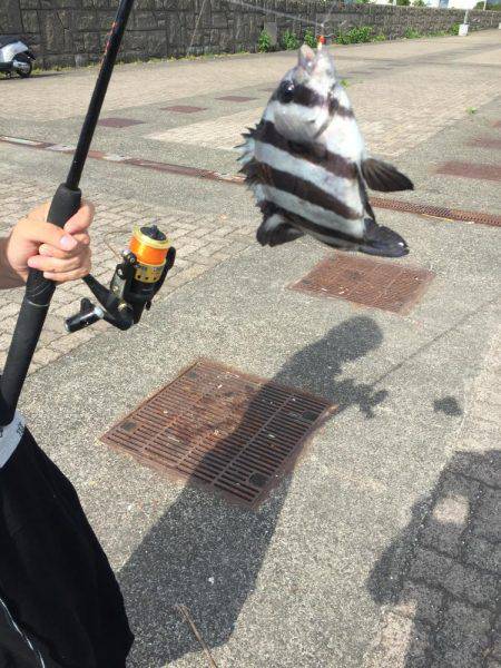 カサゴ30センチ、アコウ25センチ、イシダイ25センチなどなど。