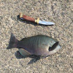 岸和田フカセ釣り