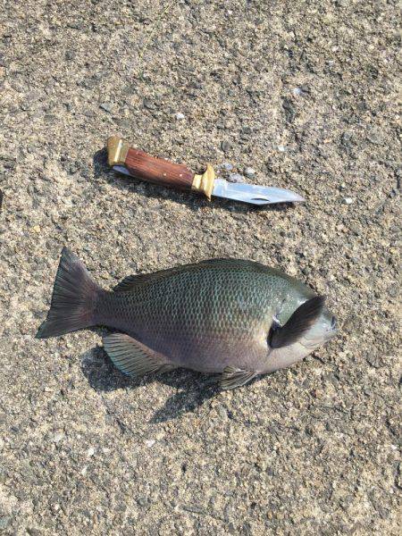 岸和田フカセ釣り