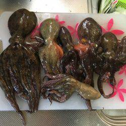 朝練オクトパッシング♫