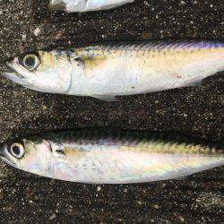 狙いが1匹しか…