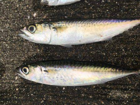 狙いが1匹しか…