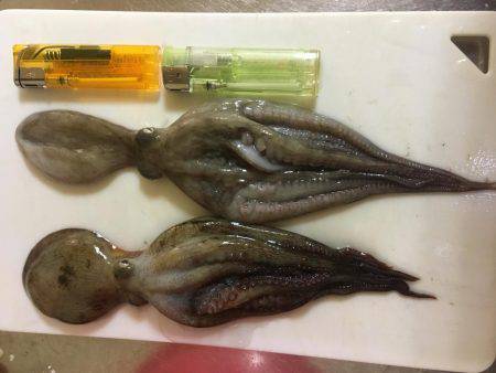 オクトパッシング