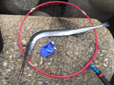 ダーツ？ダツ！