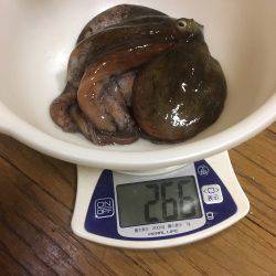 オクトパッシング