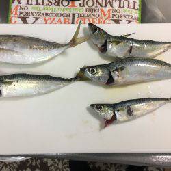 タチウオ!のはずが…