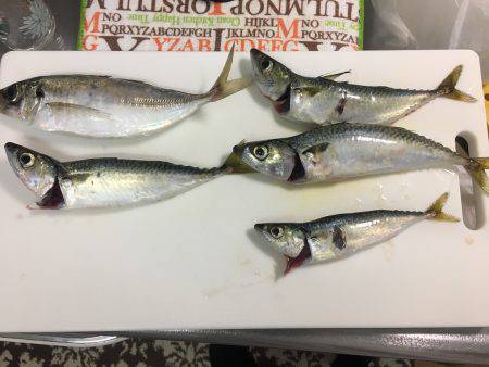 タチウオ!のはずが…