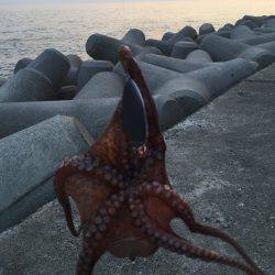 タコタコタコ！