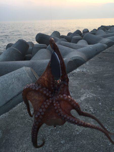 タコタコタコ！