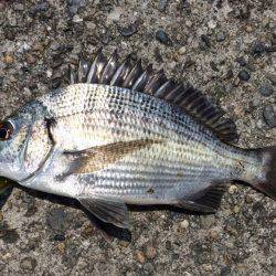 カッキーどっち！？