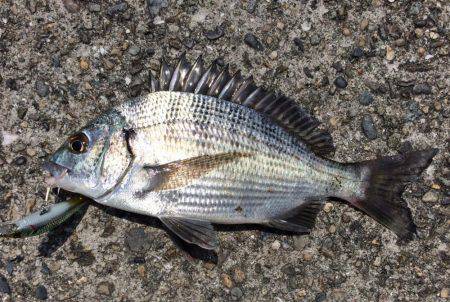 カッキーどっち！？