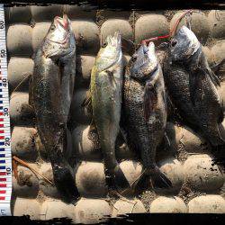 シーバスからのチヌ