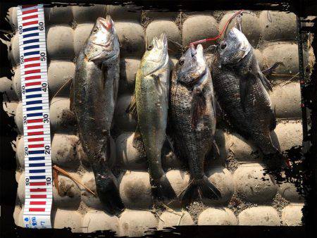 シーバスからのチヌ