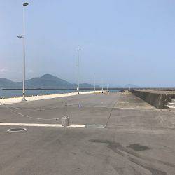 連日、目井津港で豆アジ