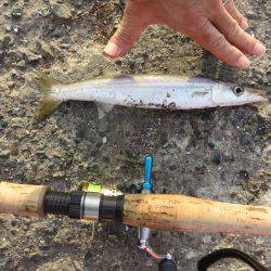 アジ狙いがカマスの嵐！