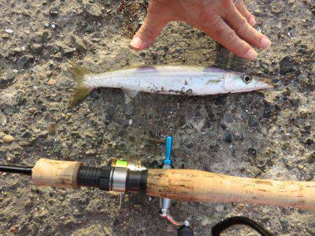 アジ狙いがカマスの嵐！