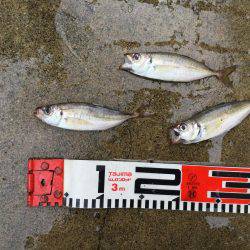 大型シーバスゲット